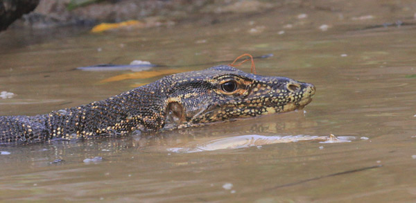 Monitor Lizard